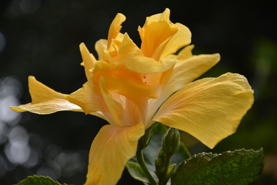 深圳公園植物花朵