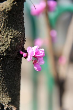 紫荊花開(kāi)