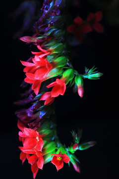 長(zhǎng)壽花