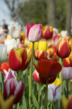 郁金香花園