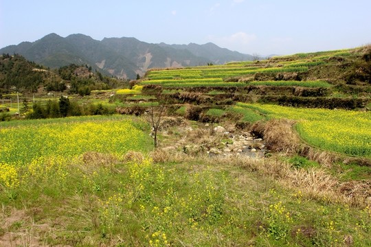 油菜花海