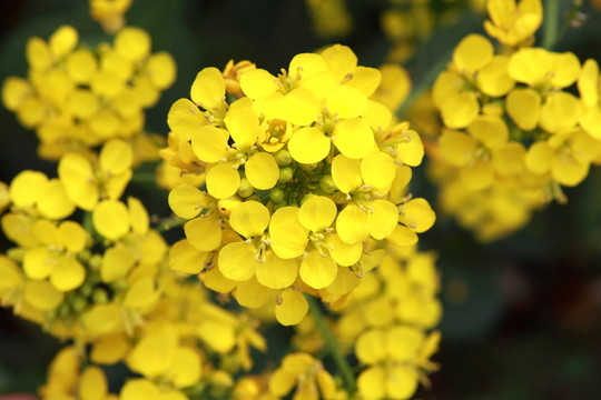 油菜花