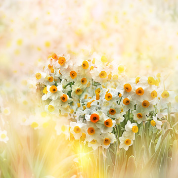 水仙花