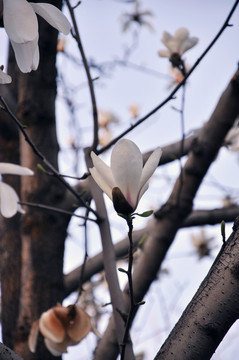 玉蘭花