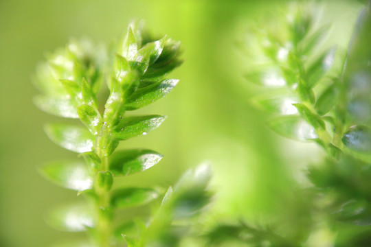 綠絨草