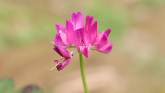小冠花