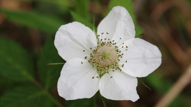 野草莓的白花朵