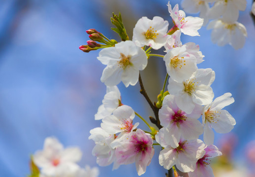 櫻花