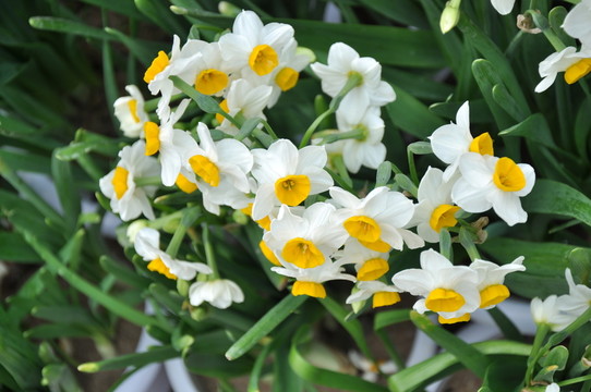水仙花