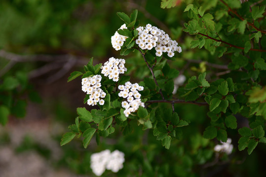 白花