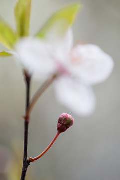 春天 花蕾