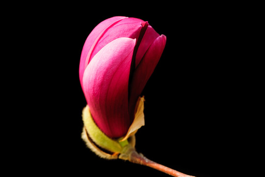 粉色玉蘭花