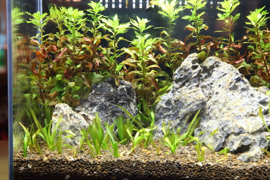 水族箱裝飾設(shè)計(jì)