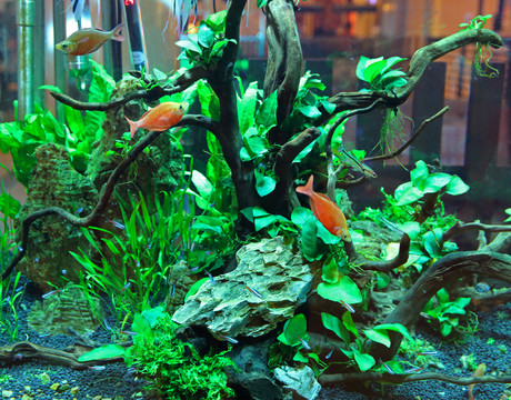 水族箱植物