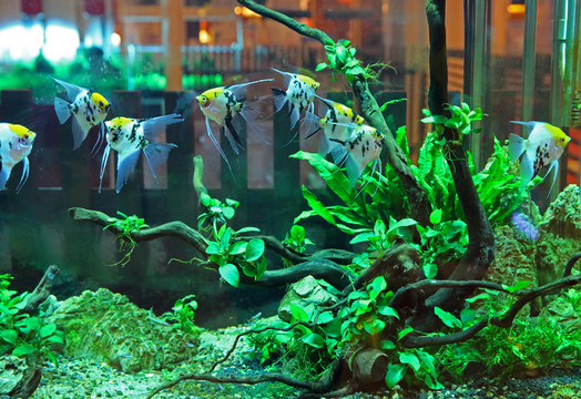 水族箱場(chǎng)景
