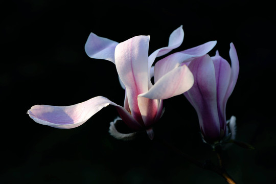 玉蘭花