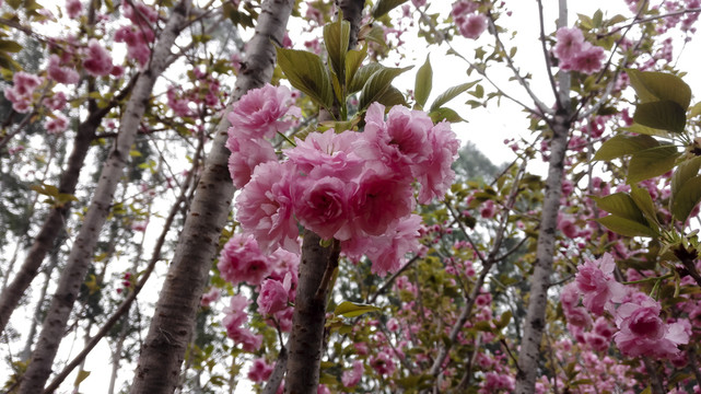 櫻花