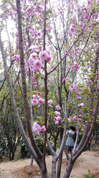 櫻花