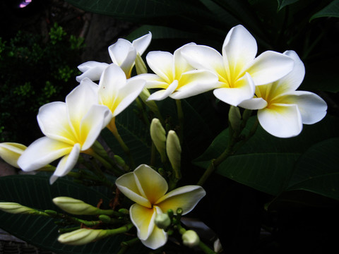 花卉