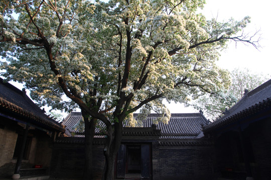 孟府流蘇