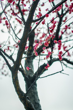 紅梅花兒開
