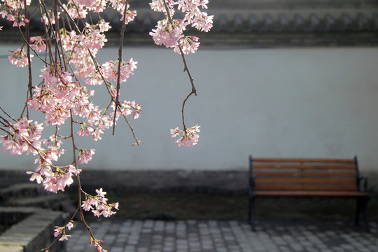 賞櫻花