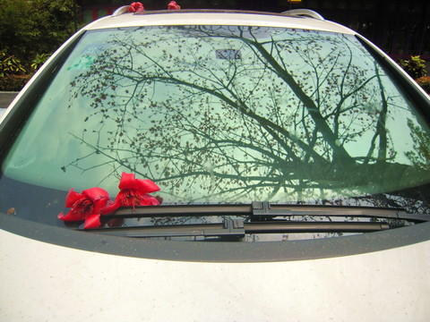 車窗上的春色