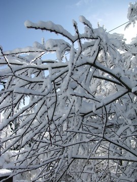 雪枝