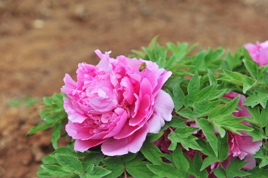 紅芍藥