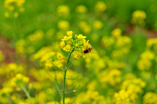 油菜花
