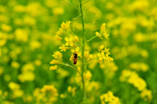 油菜花