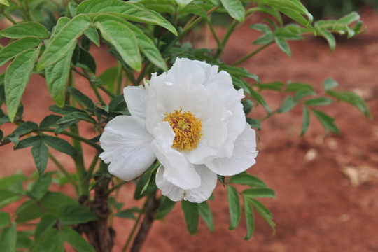芍藥