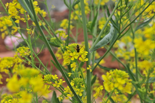 油菜花