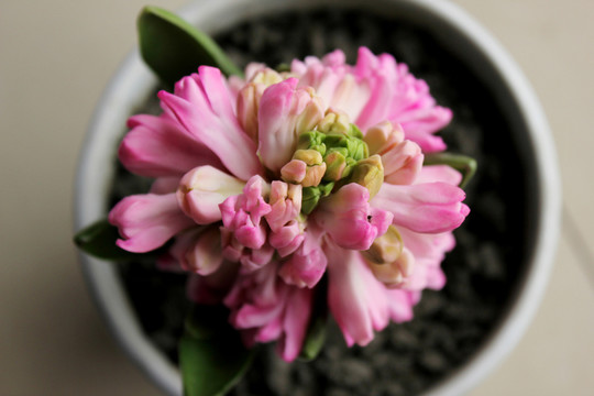 風(fēng)信子花朵特寫