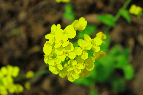 油菜花高清圖 油菜花朵