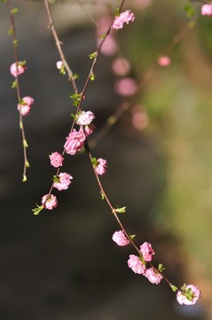 花朵迎春