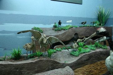 動(dòng)物標(biāo)本 古代鳥類