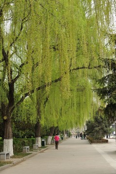 林蔭道