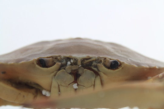 蟹