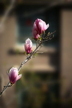 玉蘭花