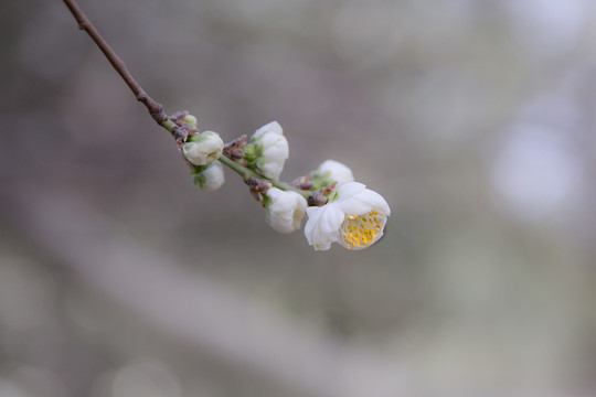 清明時節(jié)杏花村