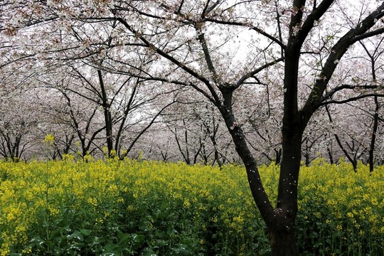 櫻花園風景