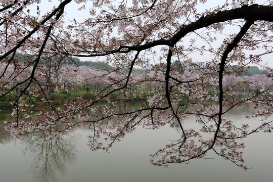 櫻花