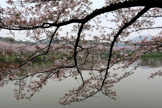 櫻花