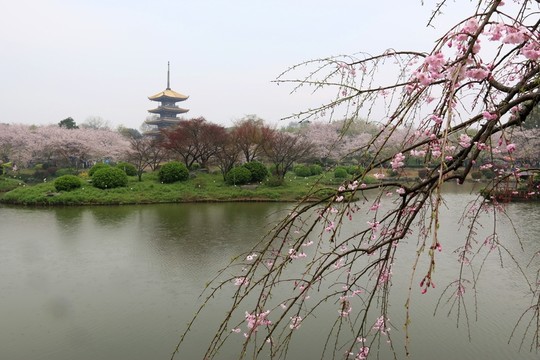 櫻花