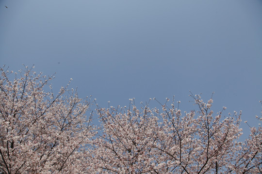 櫻花