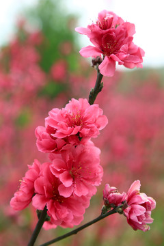 桃花