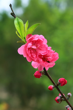桃花