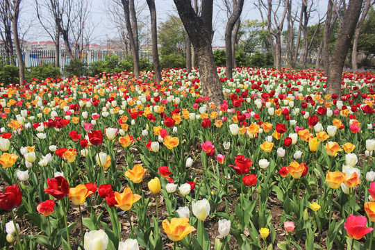 郁金香花海