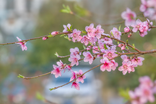 桃花
